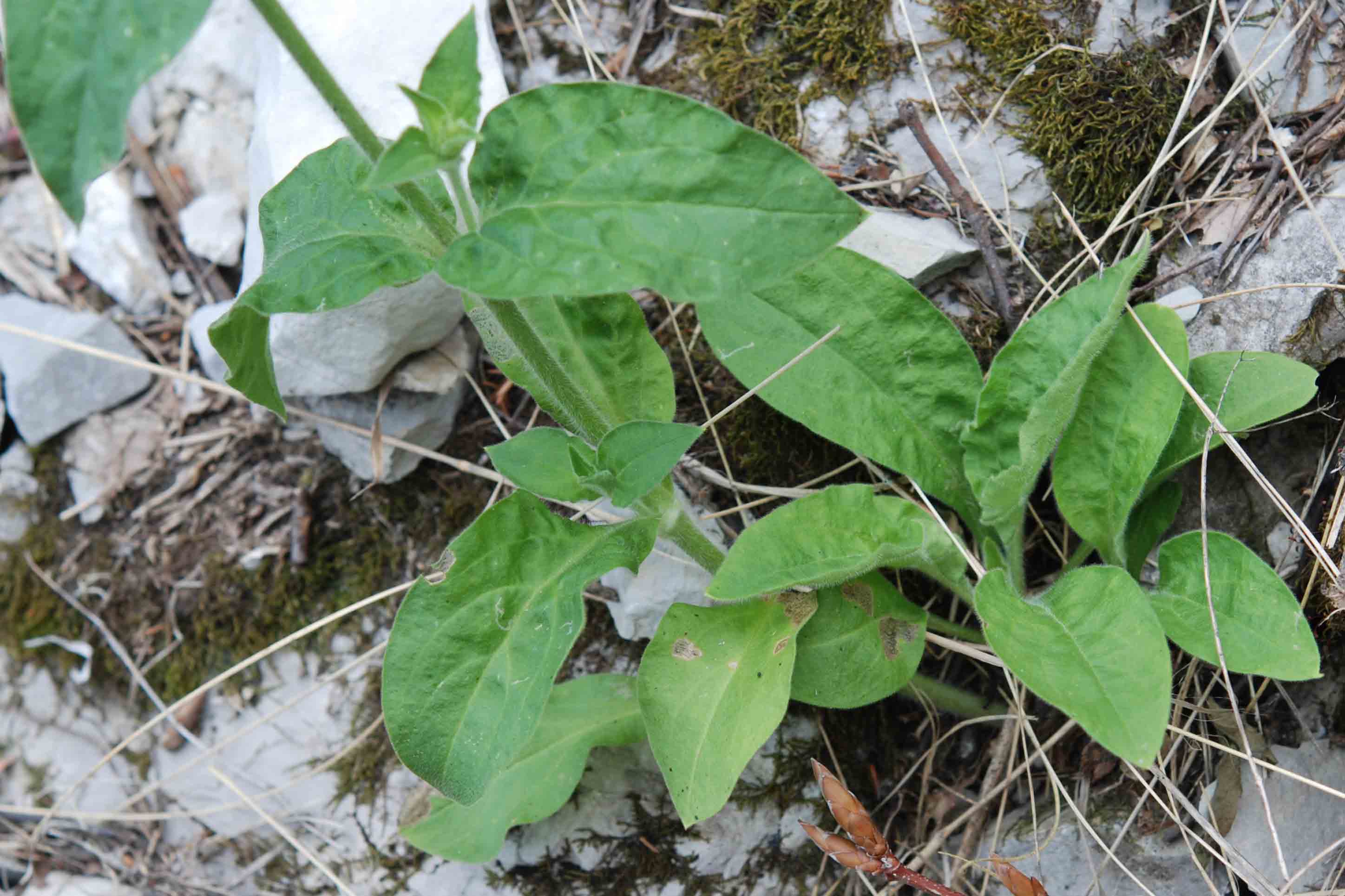 Silene dioica