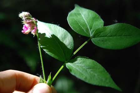 Lathyrus venetus