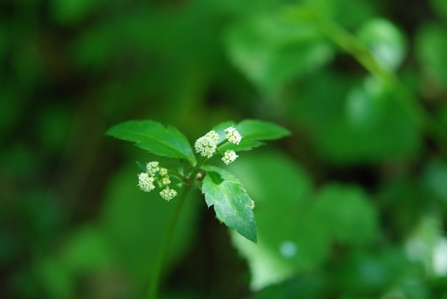 Sanicula europaea