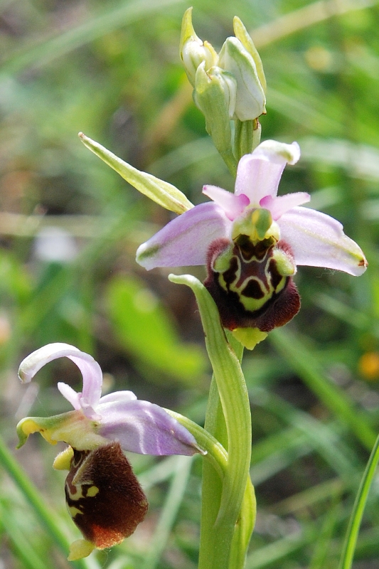 Ancora Ophrys ..