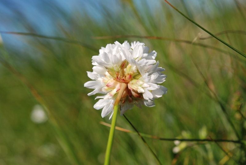 Armeria sp.