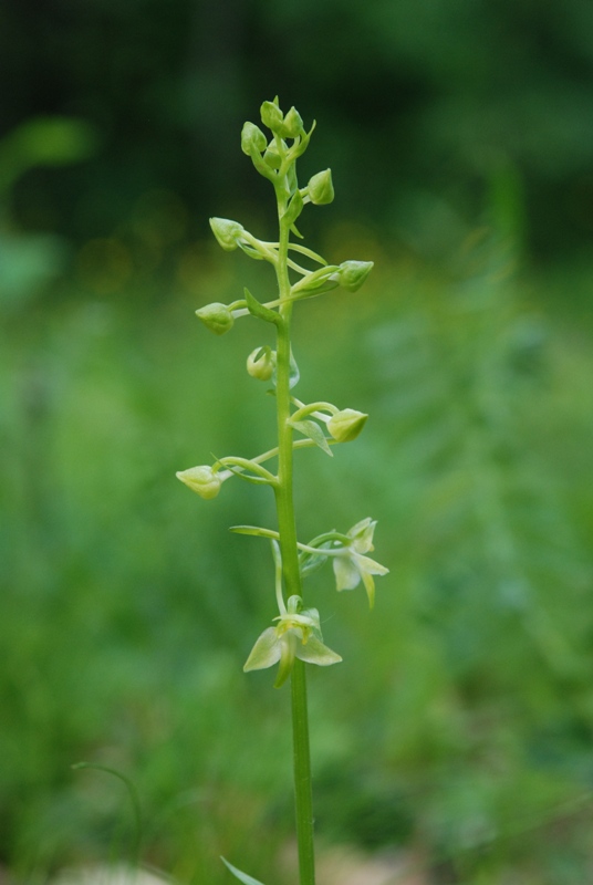 Platanthera chlorantha ?