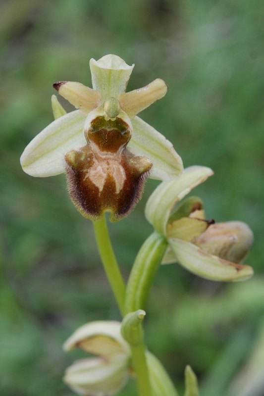 Ophrys sphegodes??