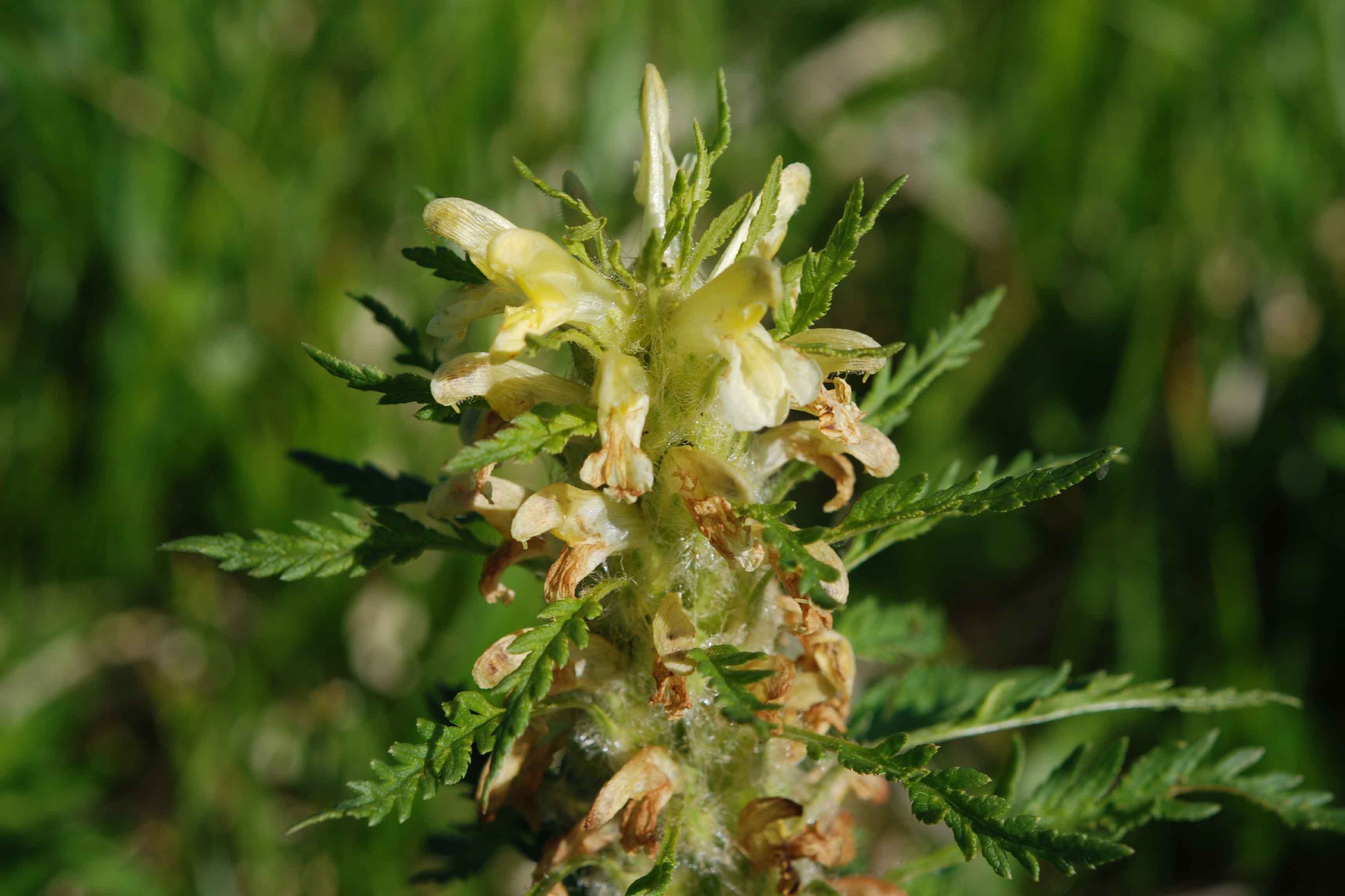 Pedicularis hoermanniana / Pedicolare di Hoermann