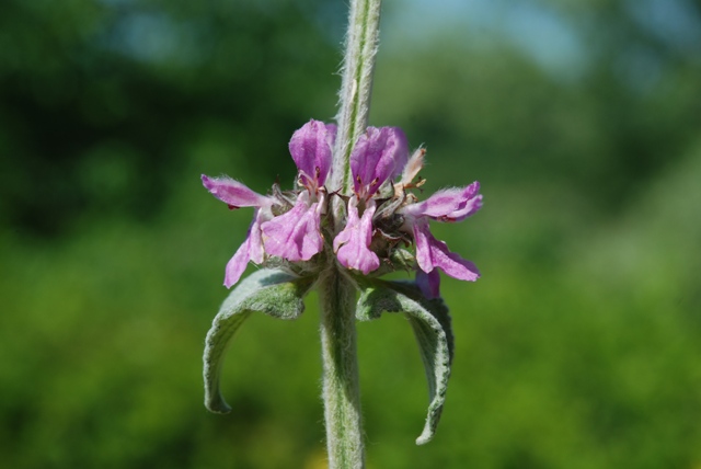 Stachys germanica