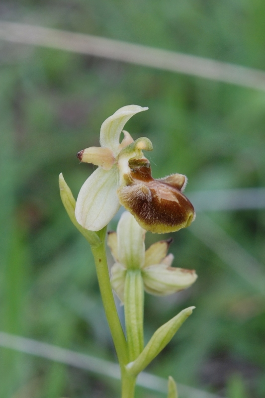 Ophrys sphegodes??