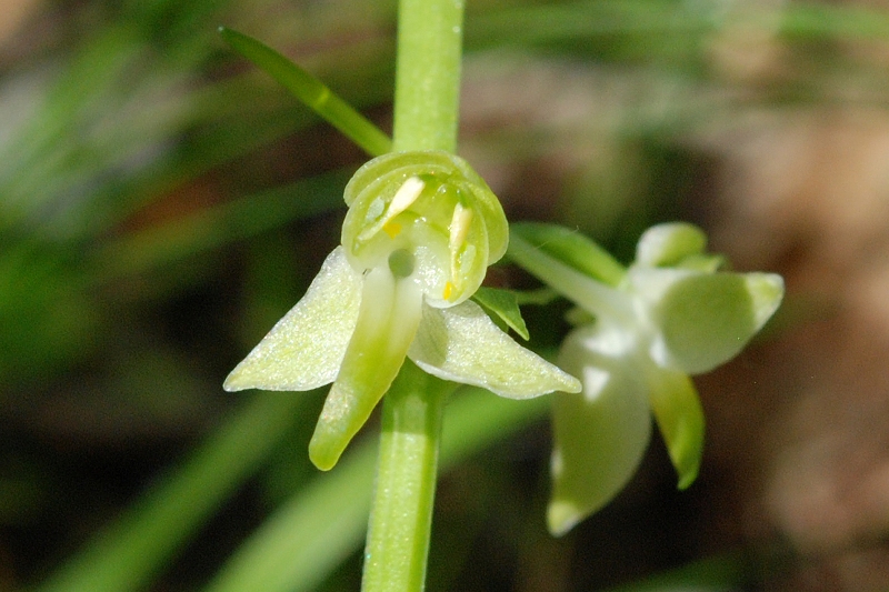 Platanthera chlorantha ?