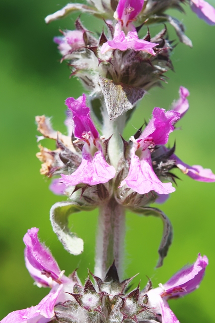 Stachys germanica