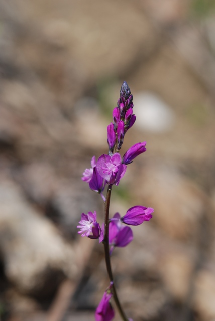 un aiuto - Polygala sp.