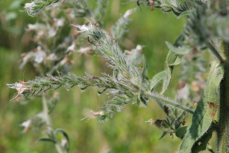 Echium italicum