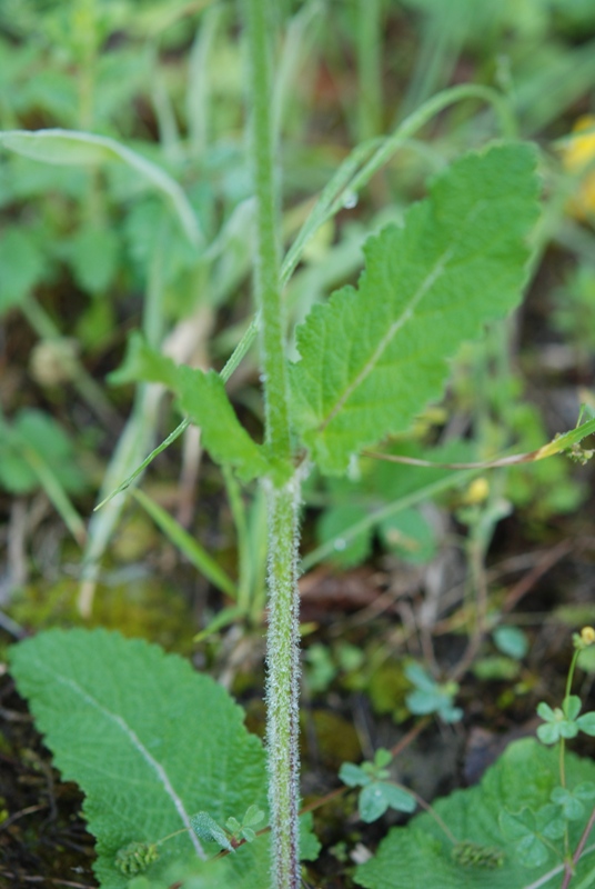 labiata? - Salvia pratensis