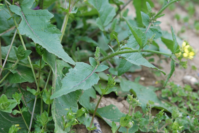 brassicacea - Sisymbrium sp.