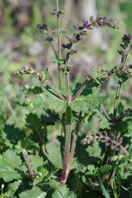 Salvia verbenaca