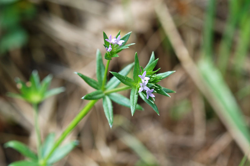 Sherardia arvensis