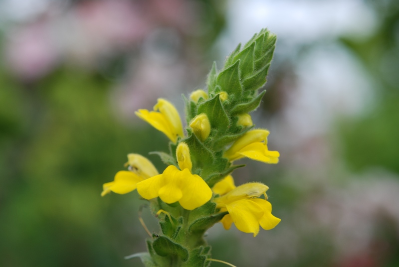 Bartsia trixago (=Bellardia trixago), a fiore giallo