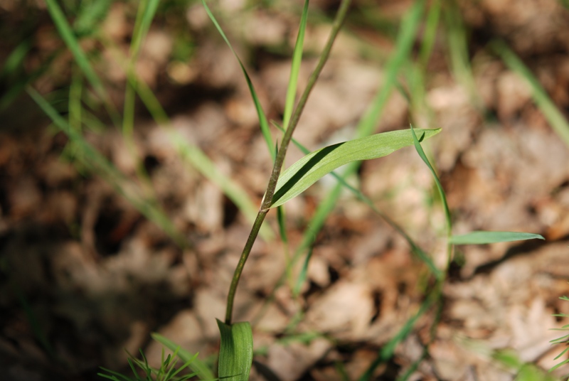 Cephalanthera rubra