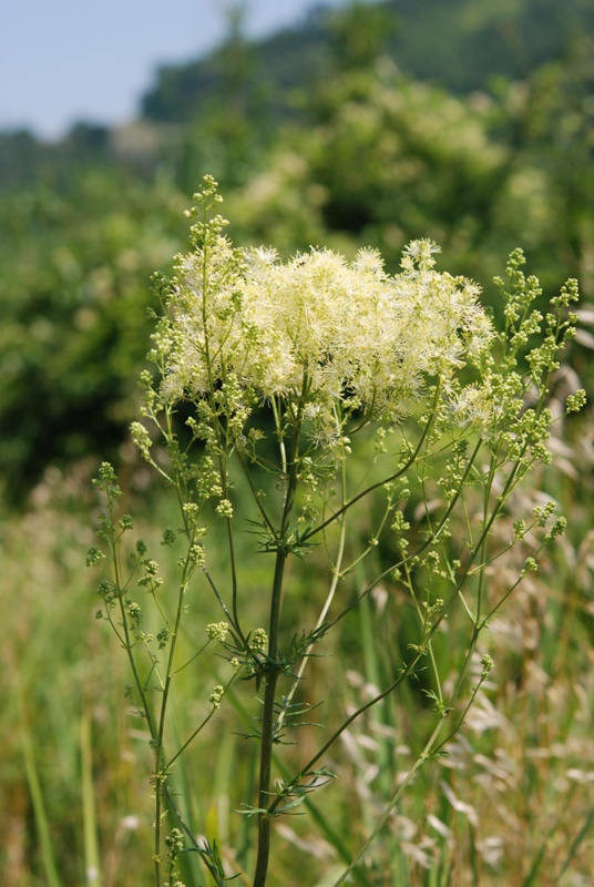 Thalictrum lucidum