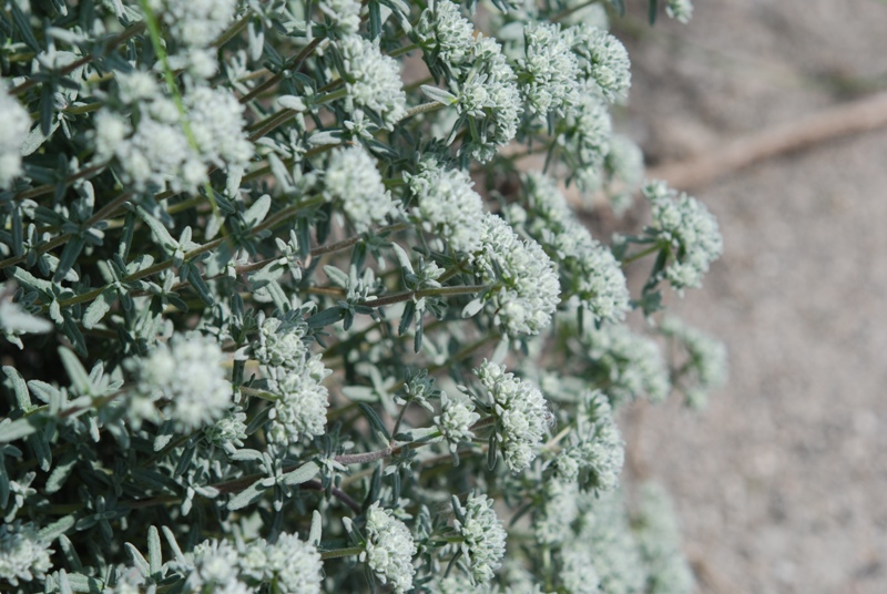 Teucrium capitatum