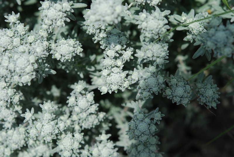 Teucrium capitatum