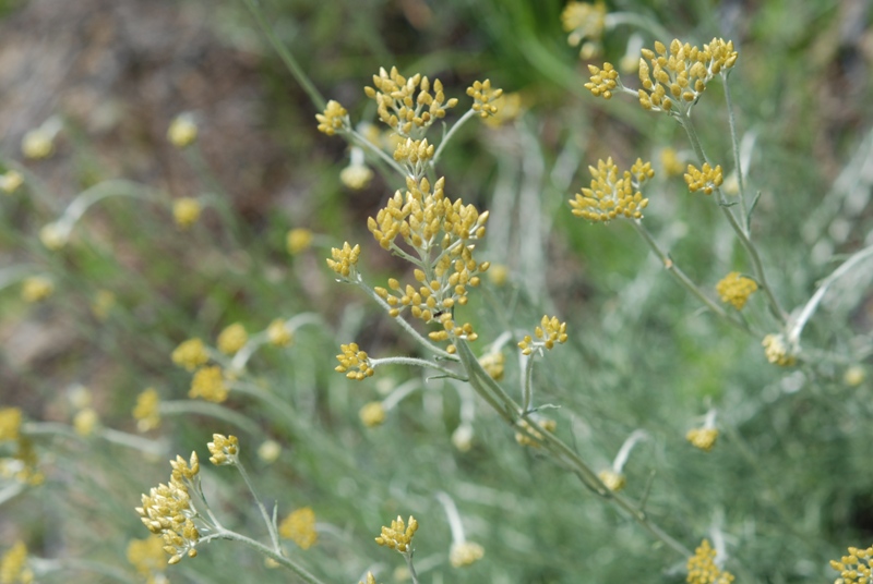 Helichrysum italicum  / Perpetuini d''Italia