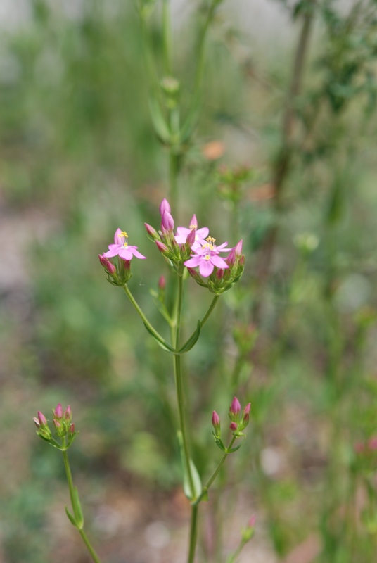 Blackstonia grandiflora (e Centaurium cfr. pulchellum)