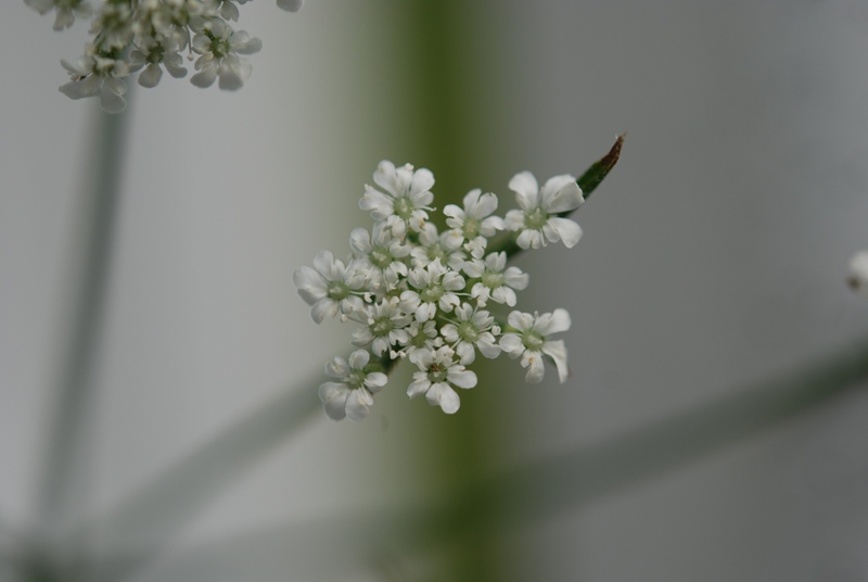 apiacea: Torilis arvensis