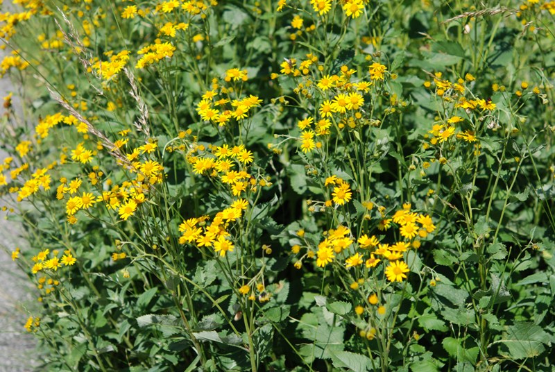 Jacobea alpina (=Senecio alpinus)