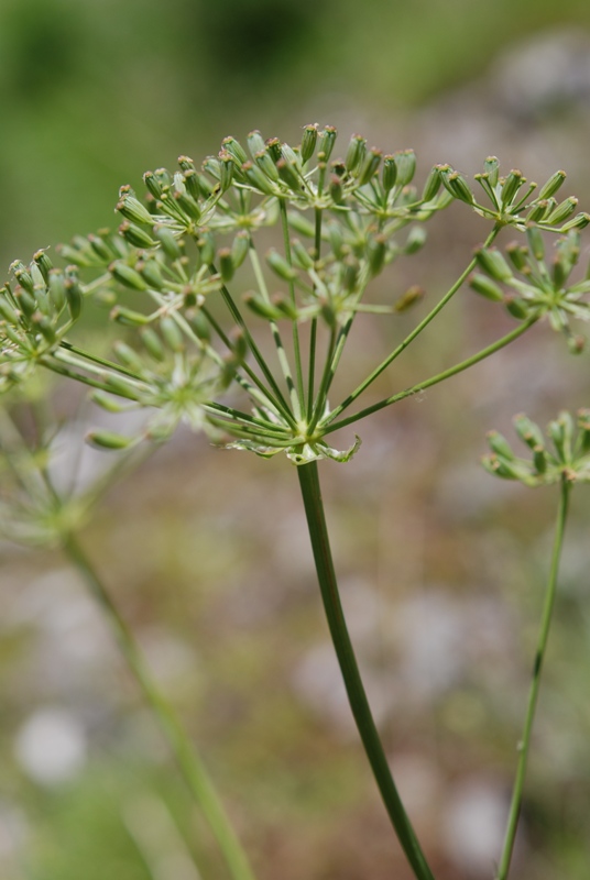 Siler montanum subsp. siculum / Laserpizio di Sicilia