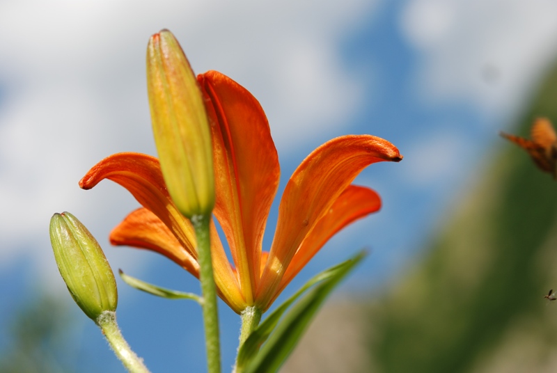 che giglio ? Lilium bulbiferum