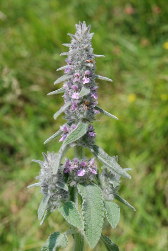 lamiacea - Stachys germanica sl.