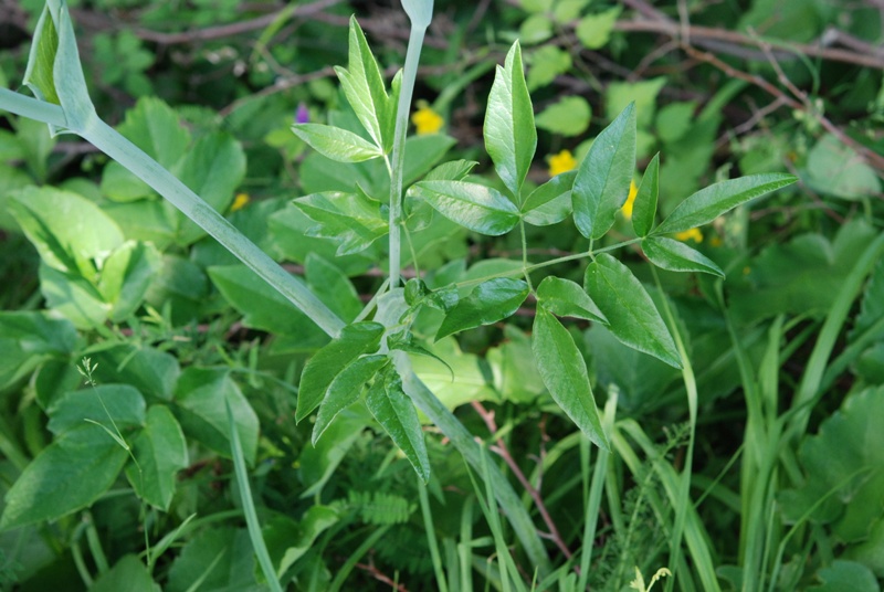 apiacea - Laserpitium latifolium