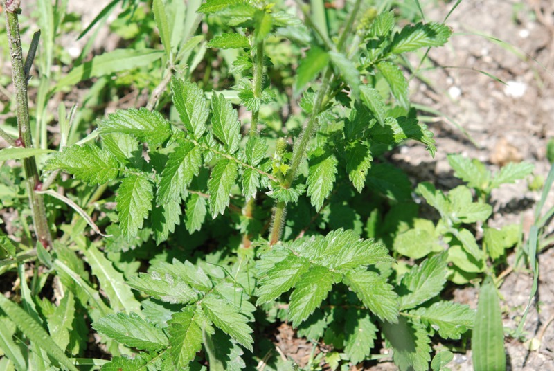 Agrimonia eupatoria / Agrimonia comune