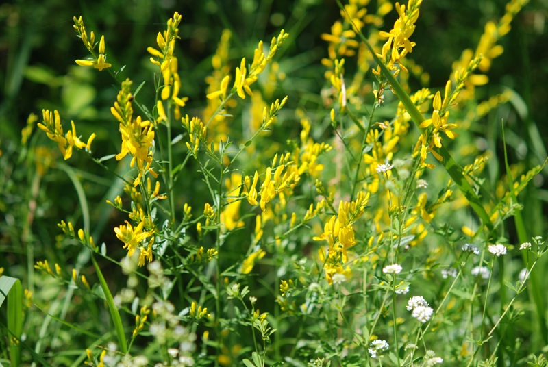 Genista tinctoria