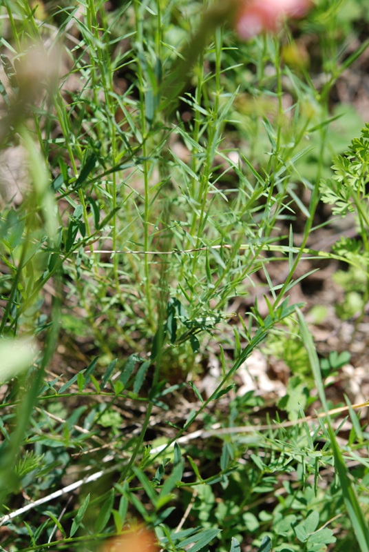 Linum tenuifolium