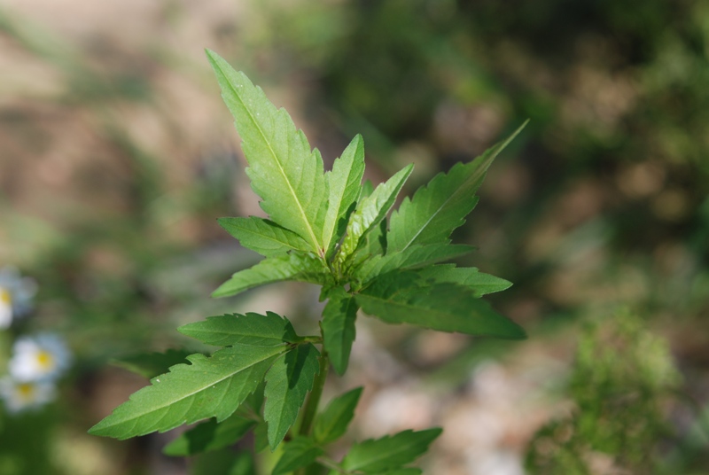 Bidens tripartita / Forbicina comune