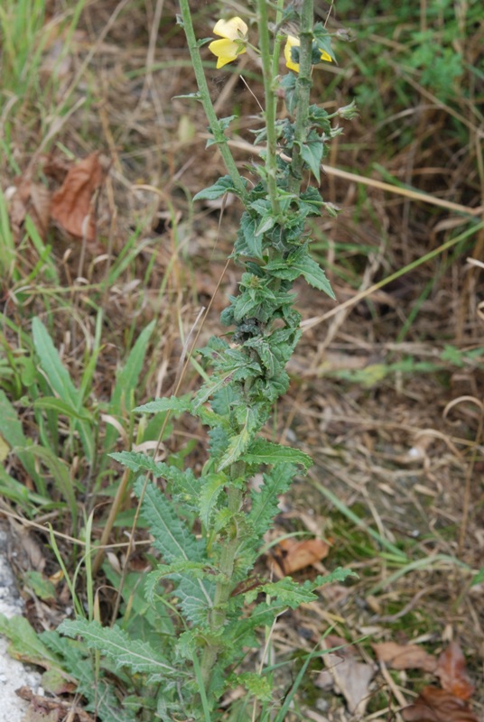 Verbascum blattaria