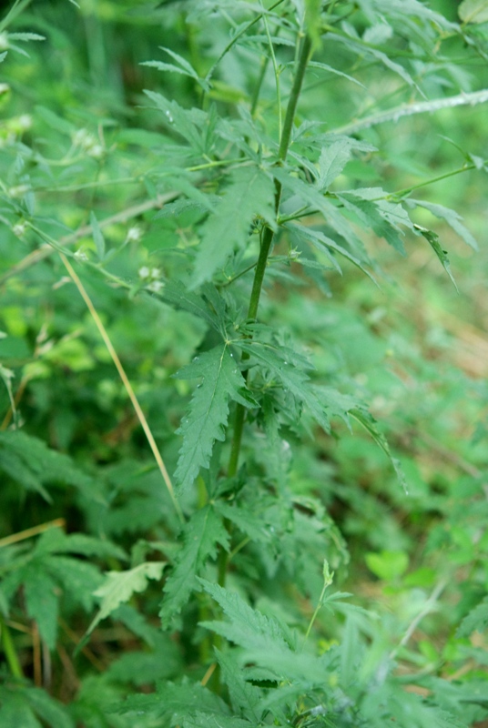 Althaea cannabina