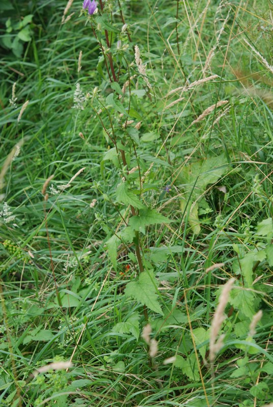 Campanula trachelium