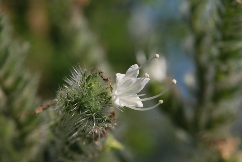 Echium italicum