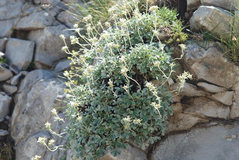 Potentilla apennina /Potentilla degli Appennini