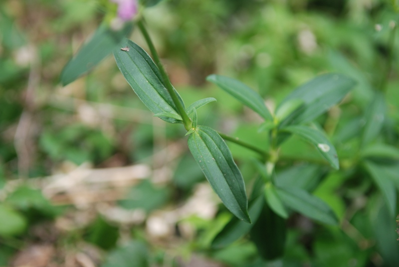 Saponaria officinalis