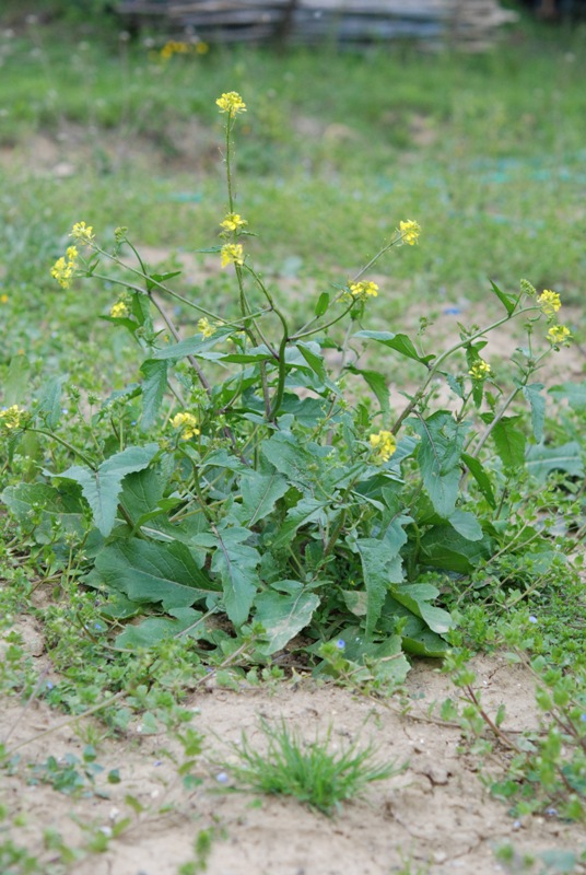 brassicacea - Sisymbrium sp.