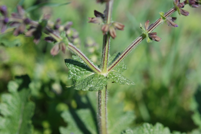 Salvia verbenaca