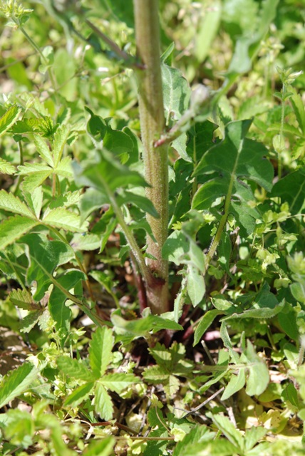 Crepis vesicaria L.