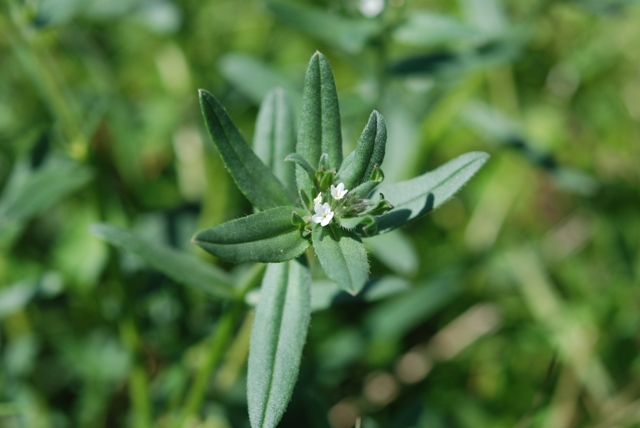 un aiuto - Buglossoides arvensis