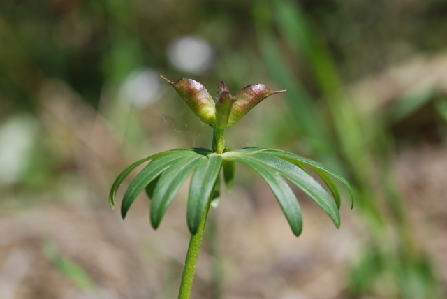 da determinare - Eranthis hyemalis