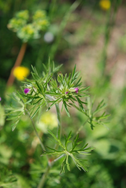 Geranium dissectum L.