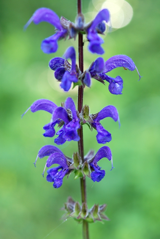 labiata? - Salvia pratensis