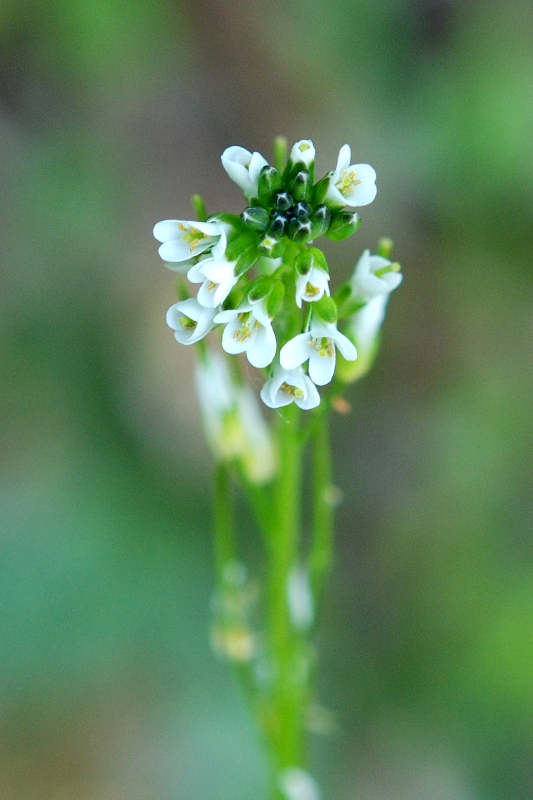 Arabis sp.