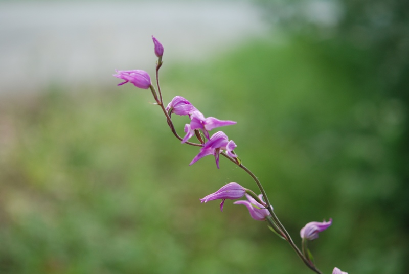 Cephalanthera rubra